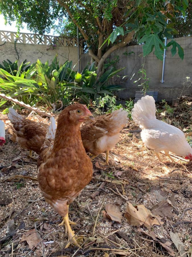 Ferienwohnung Finca Monica La Matanza De Acentejo Eksteriør bilde